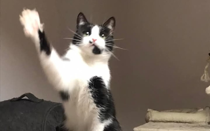 Kot machający łapką w kierunku kamery.