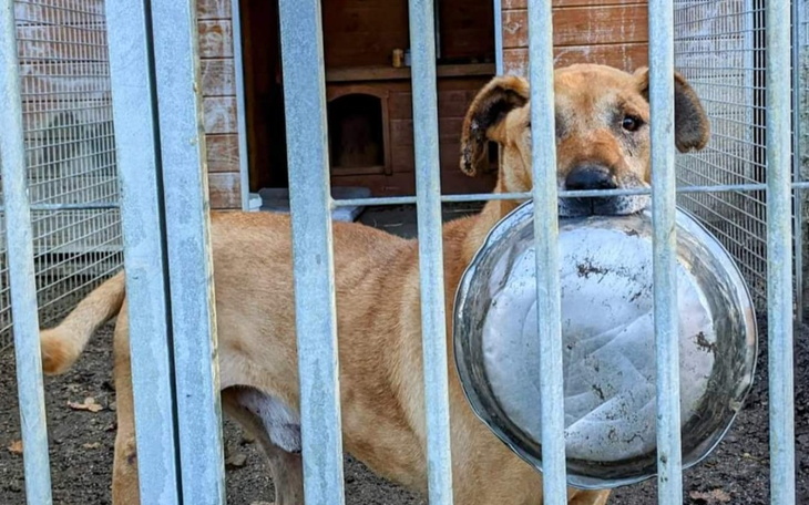 Zbiórka Schroniskooo - zdjęcie główne