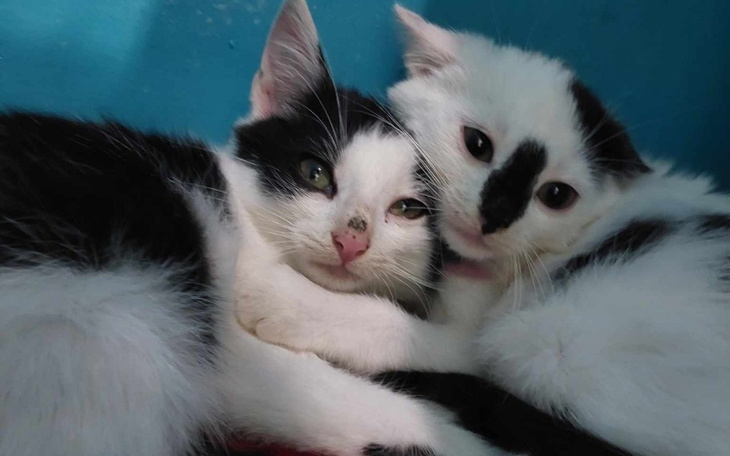 Dwa koty przytulone do siebie, z białym i czarnym futrem.