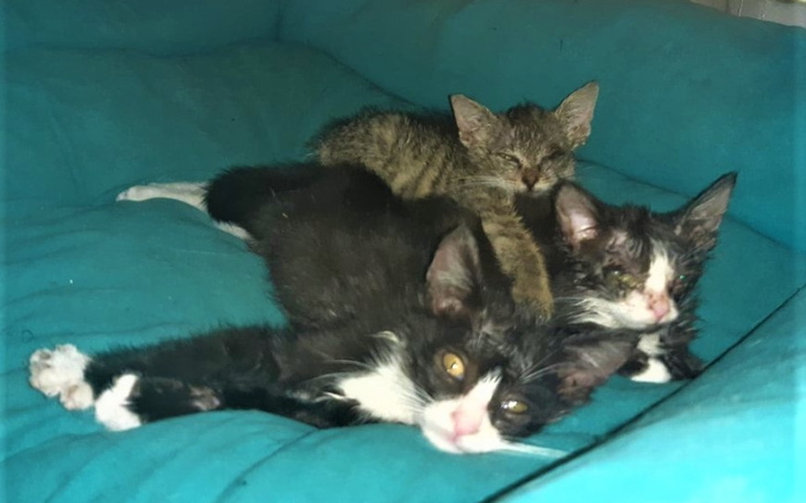 Zbiórka Leczenie kotków z interwencji - zdjęcie główne