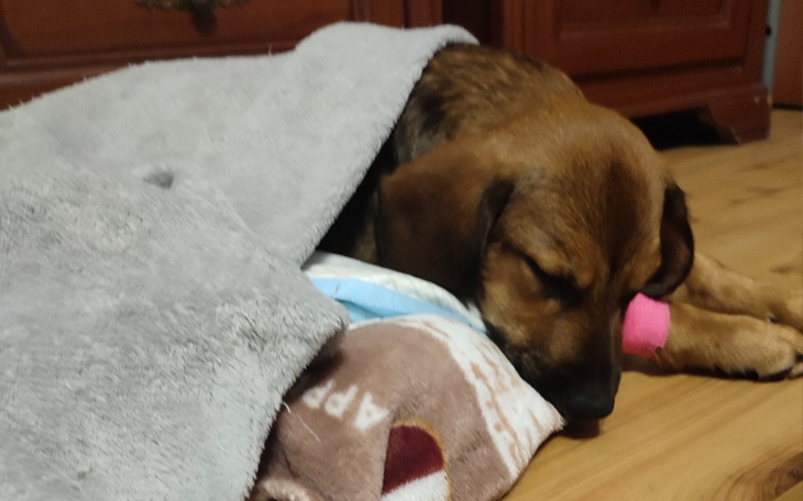 Zbiórka Pomóż mi uratować Mia - zdjęcie główne