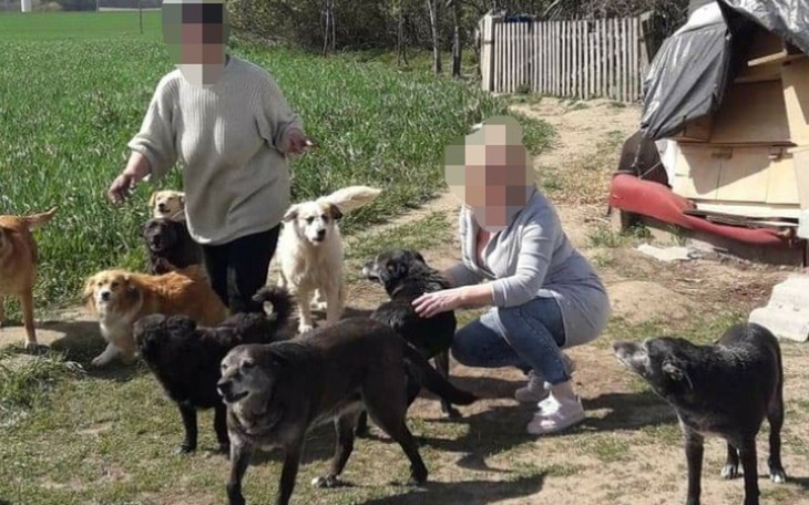 Zbiórka Sterylizacja i kastracja - zdjęcie główne