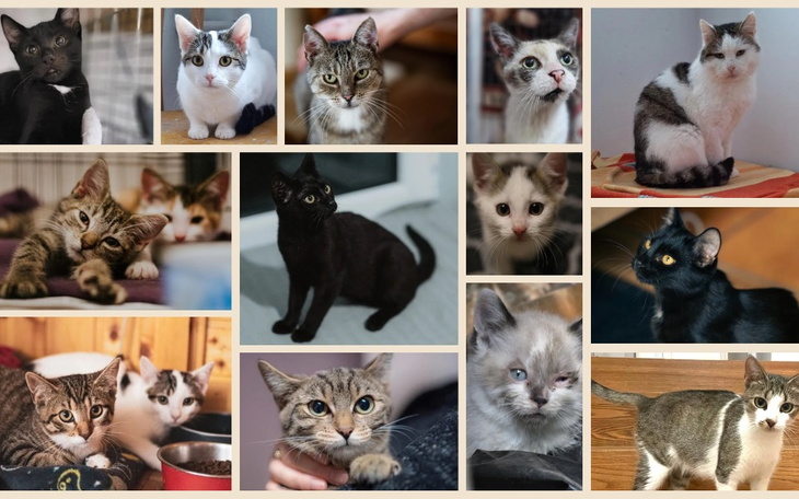 Zbiórka PurrHelp - zdjęcie główne