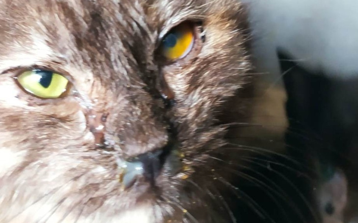 Zbiórka Pomocy-dwa bijące serduszka - zdjęcie główne