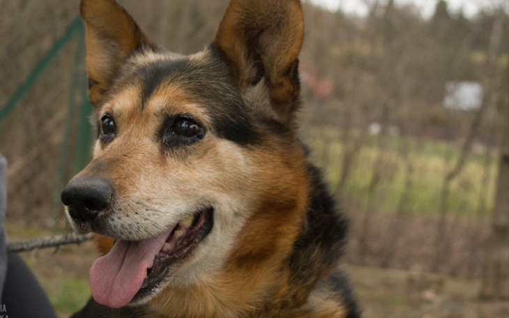 Zbiórka Behawiorysta dla schroniska - zdjęcie główne