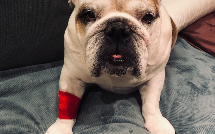 Zbiórka Goran walka z glejakiem i Gucio - zdjęcie główne