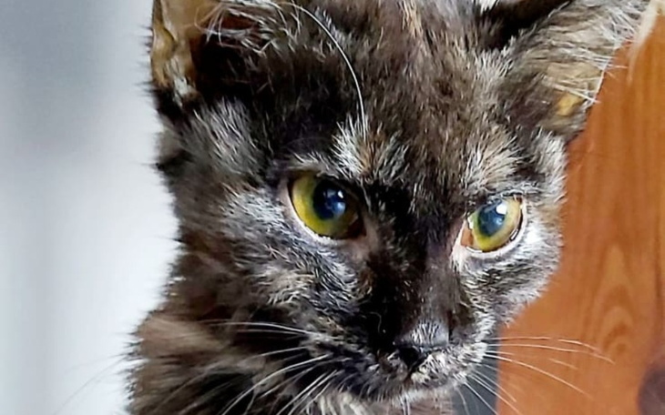 Zbiórka Mufinka z FIP chce żyć - zdjęcie główne