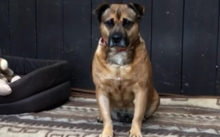 Zbiórka Organizacja Zbiórki DlaSchronisk - zdjęcie główne