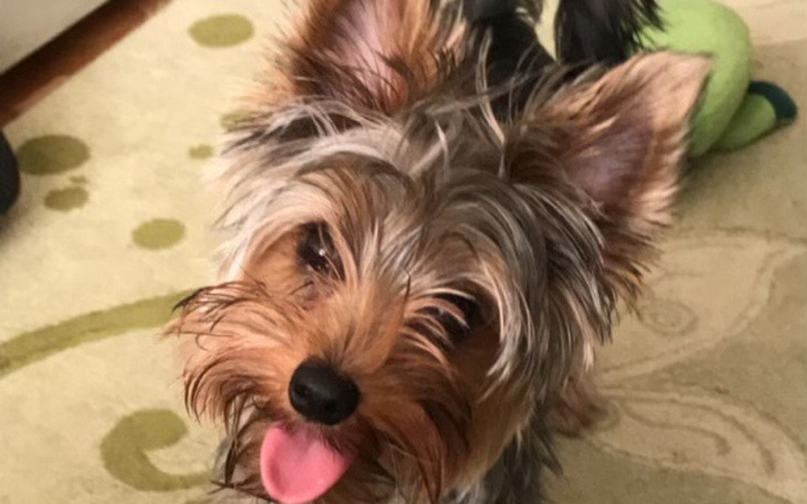 Zbiórka Serduszko Neli - zdjęcie główne