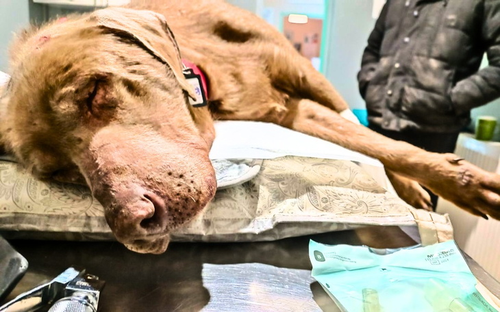 Zbiórka ZNĘCALI się nad nimi - ocalmy - zdjęcie główne