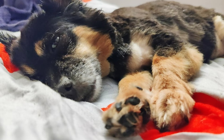 Zbiórka Podarujmy Mice spokojną starość - zdjęcie główne