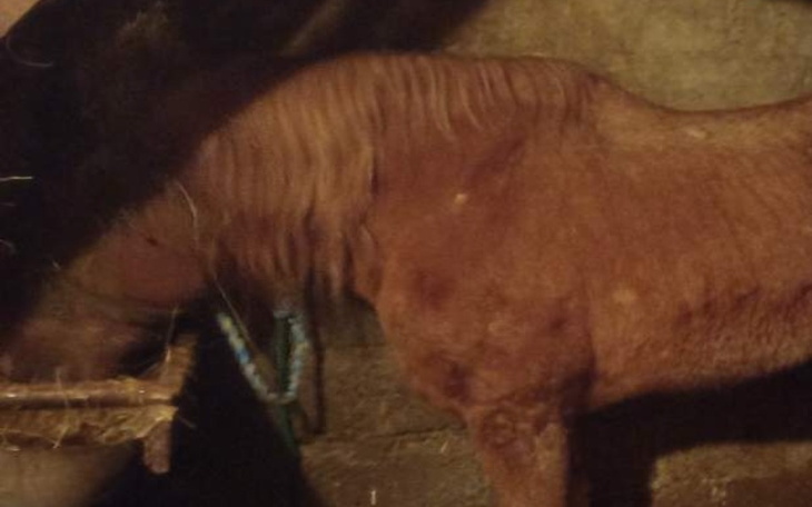 Zbiórka Dziadek traci nadzieję - zdjęcie główne