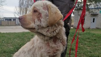 Zbiórka Labradorka Luna Błaga o Pomoc - miniaturka zdjęcia