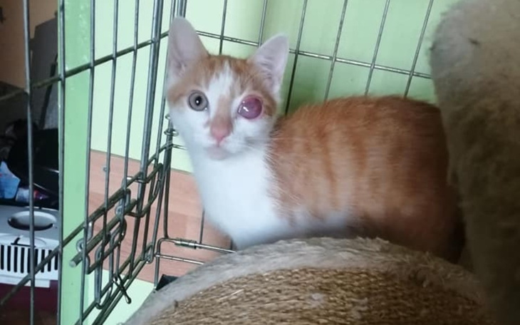 Zbiórka Malutki Róziu z chorym okiem - zdjęcie główne