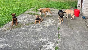 Zbiórka Nowe życie bozdomniakow - miniaturka zdjęcia