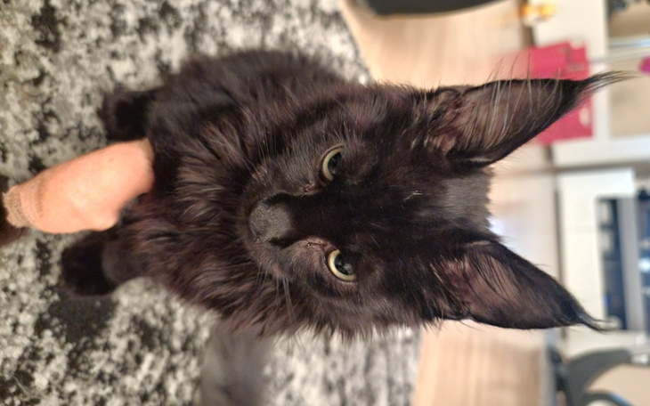 Zbiórka Na leczenie maleńkiego przyjacie - zdjęcie główne