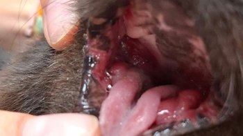 Zbiórka Operacja buzi Ritusi - miniaturka zdjęcia