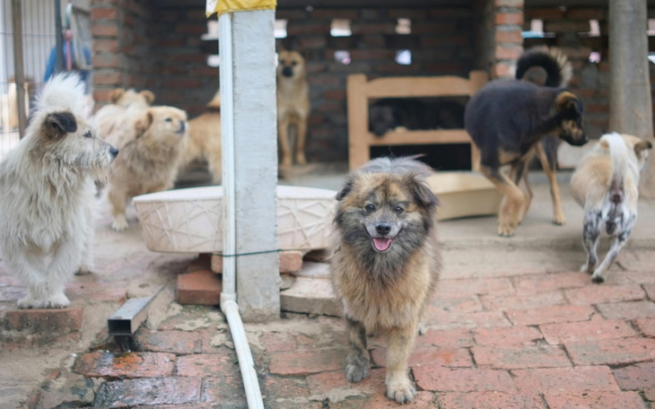 Zbiórka Dajmy im drugą szansę na miłość - zdjęcie główne