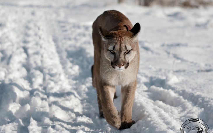 Puma spacerująca po śniegu w lesie.