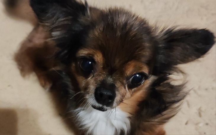 Uroczy piesek rasy chihuahua z dużymi oczami i puszystym futrem.