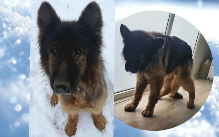 Dwa zdjęcia psa, jeden w śniegu, drugi w domu.
