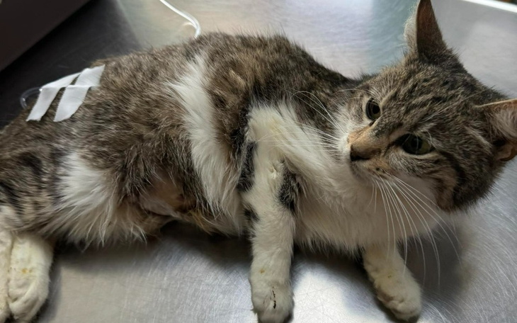 Zbiórka Mama i kocięta walczą o życie - zdjęcie główne