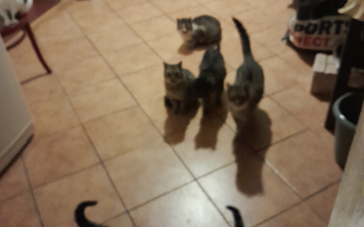 Zbiórka Na karmę dla kocich bezdomniaków - zdjęcie główne