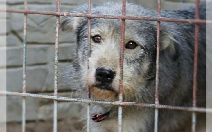 Zbiórka Pomóżcie nam opuścić schronisko! - zdjęcie główne