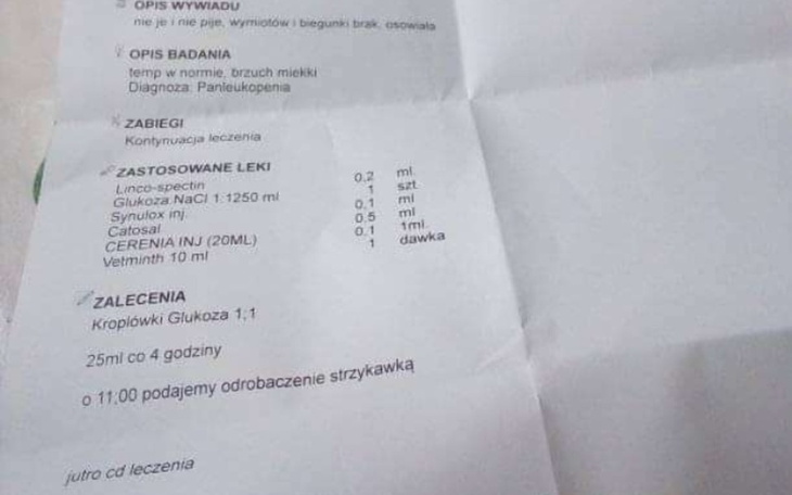 Zbiórka Panleukopenia Pomoc dla kociąt - zdjęcie główne