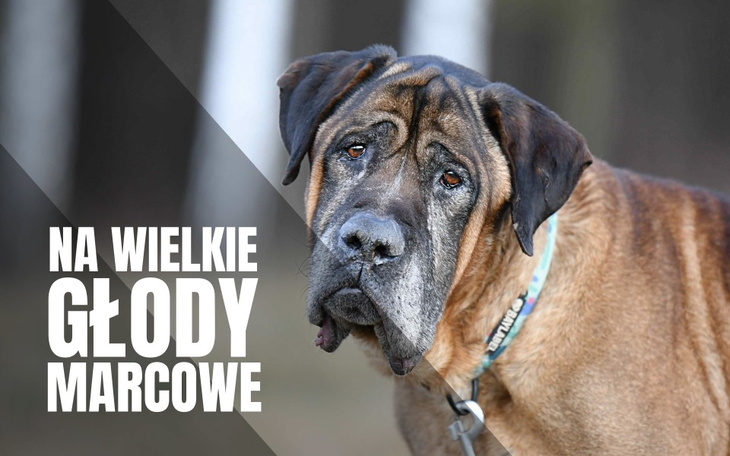 Zbiórka Na wielkie głody marcowe - zdjęcie główne