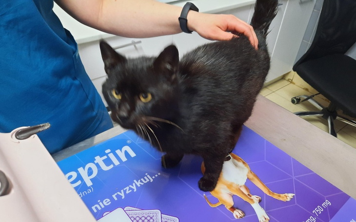 Zbiórka Staruszek Edzio ze sklepu - zdjęcie główne