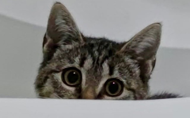 Mały kotek z dużymi oczami, wygląda na ciekawskiego.