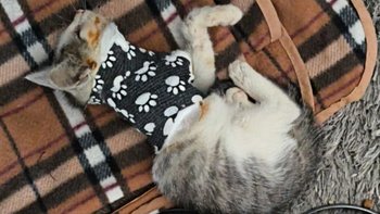 Zbiórka Oposia - kocie dziecko bez łapki - miniaturka zdjęcia