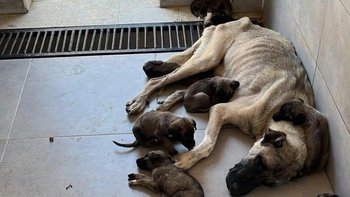 Zbiórka Ratunek Turcja Październik - miniaturka zdjęcia