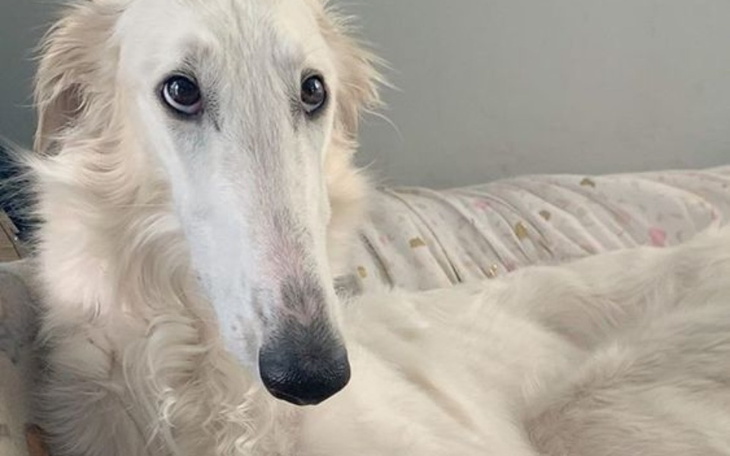 Zbiórka Na terapię hormonalną - zdjęcie główne