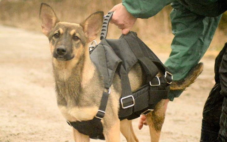 Zbiórka PSI RAJ z Pasłęka w potrzebie! - zdjęcie główne