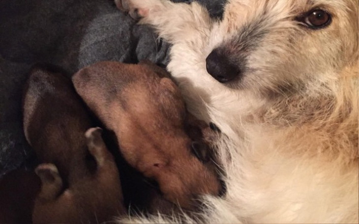 Zbiórka Zbiórka na leczenie, szczepienia - zdjęcie główne