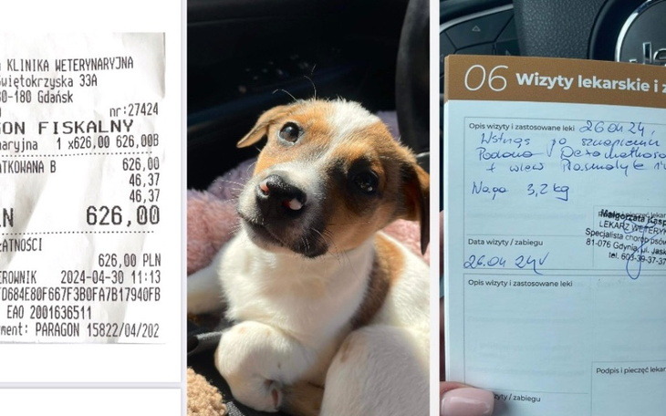 Zbiórka Mała Lili potrzebuje pomocy - zdjęcie główne