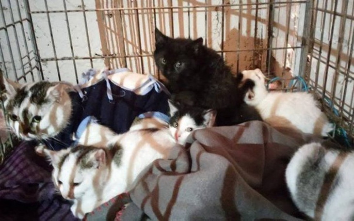 Zbiórka Spłata długu na leczenie kotów - zdjęcie główne