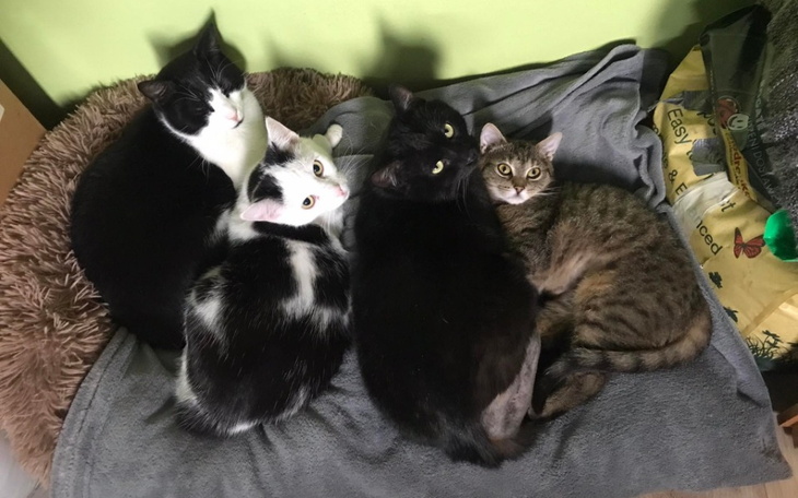 Zbiórka Na karmę i żwirek - Koty u Oli - zdjęcie główne