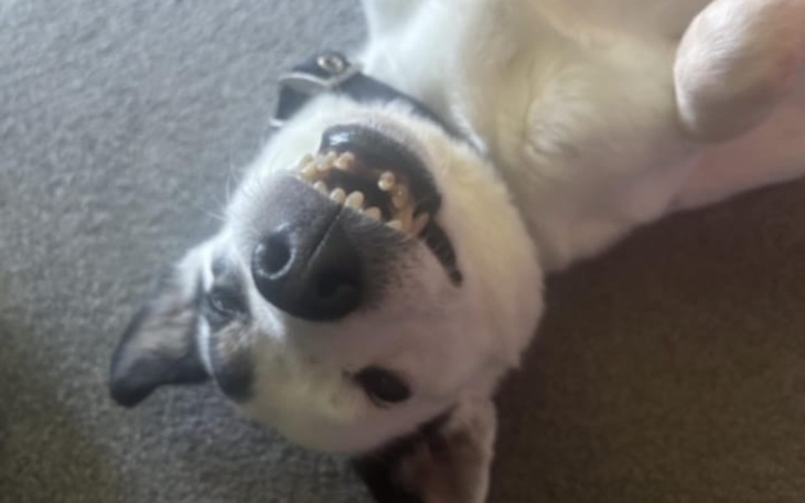 Zbiórka Azyl pełen miłości - zdjęcie główne