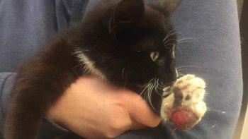 Zbiórka Tymonek zbiera na operację - miniaturka zdjęcia