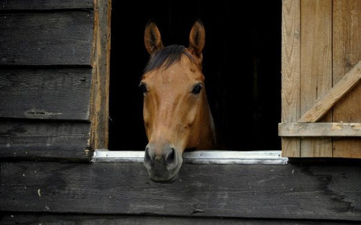 Zbiórka Merkury walczy o życie - zdjęcie główne