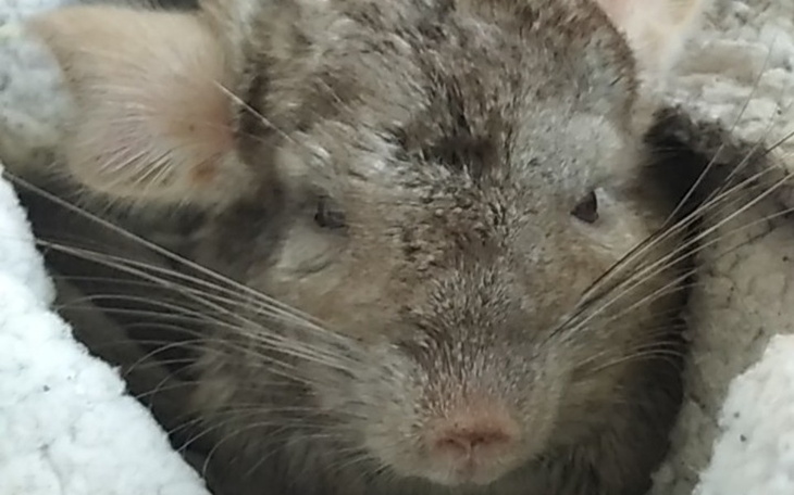 Zbiórka Na leczenie szynszyli - zdjęcie główne