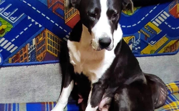 Zbiórka Na ratowanie życia bidulki... - zdjęcie główne