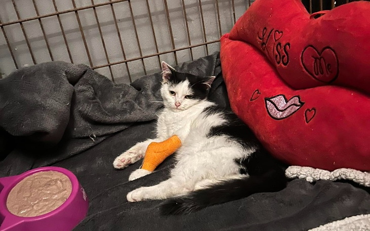 Zbiórka Walka o życie Kaprysa, pomocy - zdjęcie główne