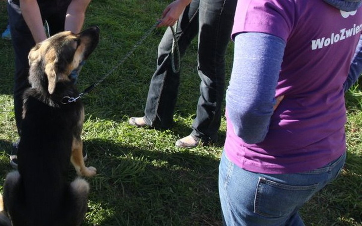 Zbiórka Świąteczna zbiórka na zwierzaki - zdjęcie główne