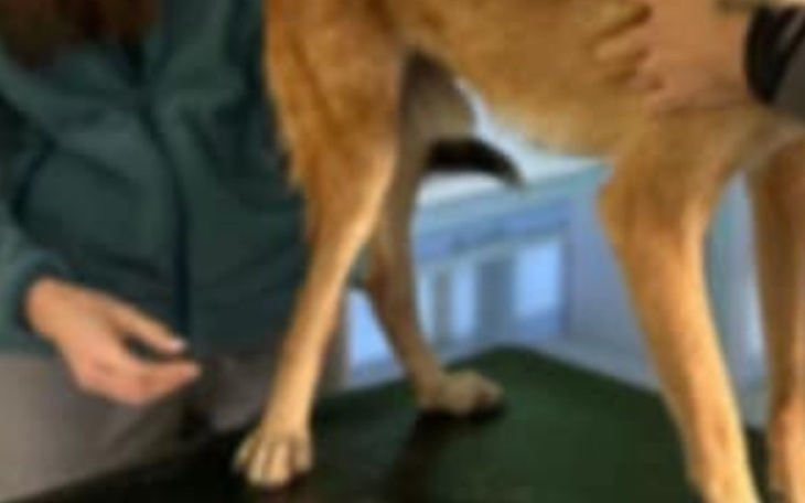 Zbiórka Na wózek dla Cala - zdjęcie główne