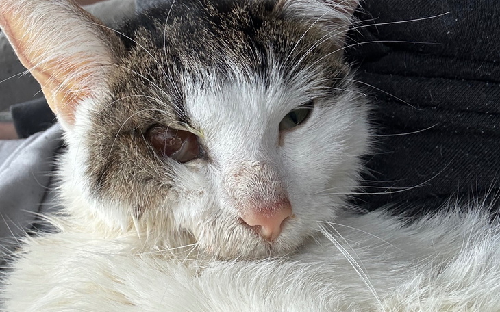 Kot z białym futrem, z uszkodzoną oczami.