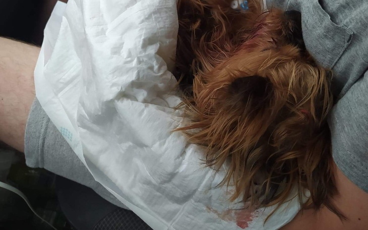 Mały piesek śpiący w ramionach właściciela.